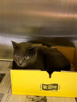 Domestic Short Hair Cats Available for Adoption in Jackson, Tennessee - Tumbleweed | PetCurious