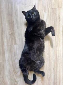 Lou -  Domestic Short Hair Cat Available for Adoption in San Francisco, California - Lou | PetCurious
