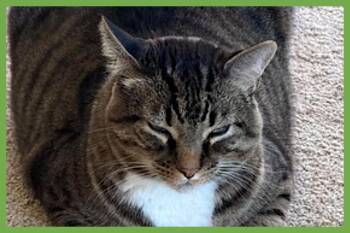 Benny -  Domestic Short Hair Cat for Adoption in Amherst, Massachusetts - Benny | PetCurious