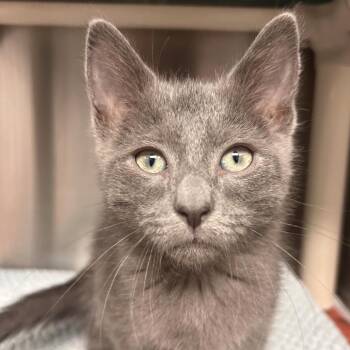 Cinder -  Domestic Short Hair Cat for Adoption in Hendersonville, North Carolina - Cinder | PetCurious