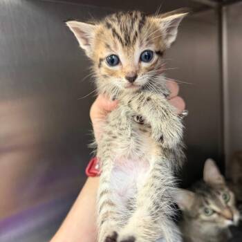 Cozette -  Domestic Short Hair Cat for Adoption in Port Charlotte, Florida - Cozette | PetCurious