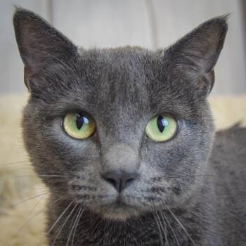 Birdie -  Russian Blue and Domestic Short Hair Cat for Adoption in Huntley, Illinois - Birdie | PetCurious