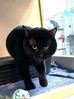 Thanatos -  Domestic Short Hair Cat for Adoption in Palm Coast, Florida - Thanatos | PetCurious