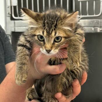 Inspiration Board 17 -  Domestic Short Hair Cat for Adoption in Austin, Texas - Inspiration Board 17 | PetCurious