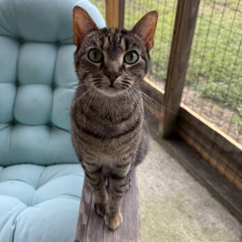 Rescue Domestic Short Hair Cats for Adoption in Suffolk, Virginia - Binky | PetCurious