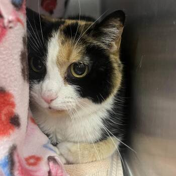 Domestic Medium Hair Cats Available for Adoption in Fort Wayne, Indiana - Prudence | PetCurious