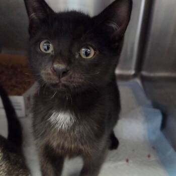 Arroz -  Domestic Short Hair Cat for Adoption in Warwick, Rhode Island - Arroz | PetCurious