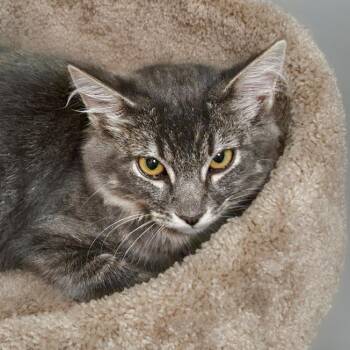Jelly Roll -  Domestic Medium Hair Cat for Adoption in Chapel Hill, North Carolina - Jelly Roll | PetCurious