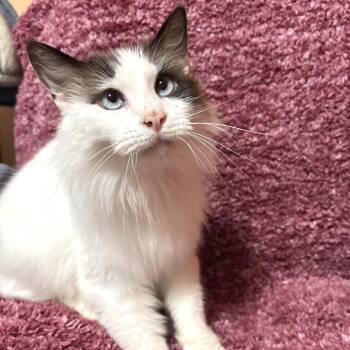 Himalayan and Siamese Cats Available for Adoption in Austin, Texas - Aleksey | PetCurious