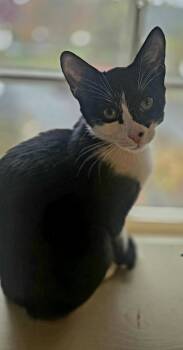 Rescue Domestic Short Hair Cats for Adoption in Stamford, Connecticut - Nuzzles And Nightly Chats With Nash | PetCurious