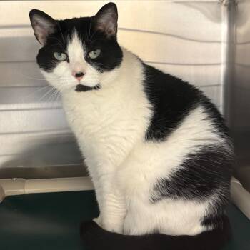 Rescue Domestic Short Hair Cats for Adoption - Luna | PetCurious