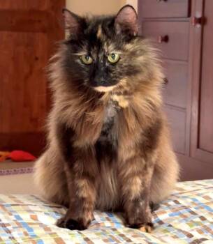 Dragonfly -  Domestic Medium Hair Cat for Adoption in Cumberland, Maine - Dragonfly | PetCurious