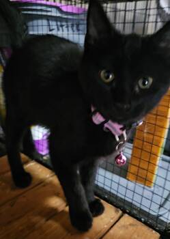 Blue bell -  Domestic Short Hair Cat for Adoption in Dyersburg, Tennessee - Blue Bell | PetCurious