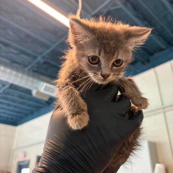 Puma -  Domestic Short Hair Cat for Adoption in Huntington, West Virginia - Puma | PetCurious