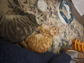 Rescue Domestic Short Hair Cats for Adoption in Winlock, Washington - Tubbs | PetCurious