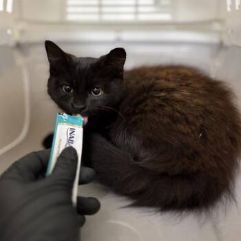 ELIZA -  Domestic Medium Hair Cat for Adoption in Camarillo, California - ELIZA | PetCurious