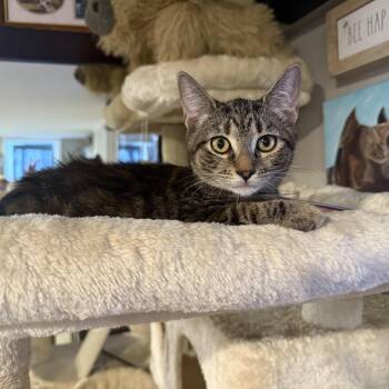 Daydream -  Domestic Short Hair and Torbie Cat for Adoption in Mastic, New York - Daydream | PetCurious