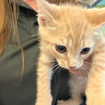 Knickerbocker Glory -  Domestic Short Hair Cat for Adoption in Norman, Oklahoma - Knickerbocker Glory | PetCurious