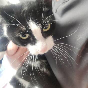 Domestic Short Hair Cats Available for Adoption in Kingman, Arizona - Moo | PetCurious