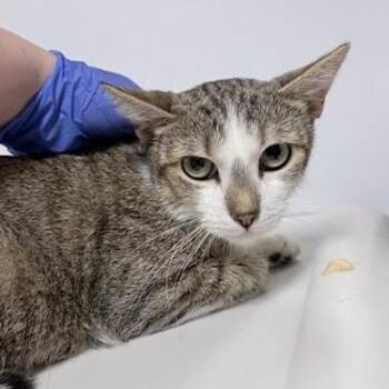 Domestic Short Hair Cats Available for Adoption in New York, New York - Bea | PetCurious