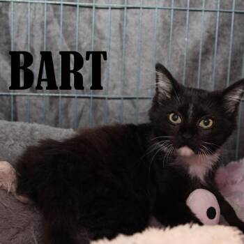 Bart -  Domestic Short Hair Cat for Adoption in Mooresville, North Carolina - Bart | PetCurious