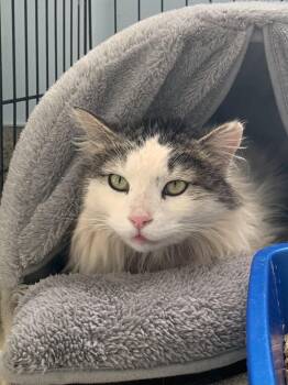 Domestic Long Hair Cats Available for Adoption in Grass Valley, California - Kettle Corn | PetCurious