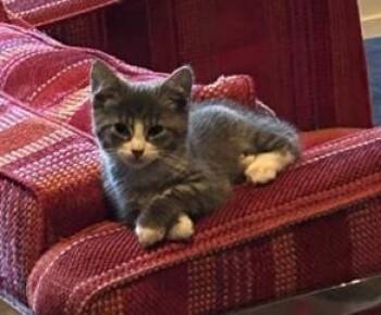 Ike -  Domestic Short Hair Cat for Adoption in Sidney, British Columbia - Ike | PetCurious