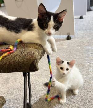 Raindrop & Sprinkle -  Domestic Medium Hair Cat for Adoption in Parkville, Missouri - Raindrop & Sprinkle | PetCurious