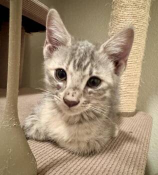 Miller Light Beer -  Tabby and Domestic Short Hair Cat for Adoption in Chandler, Arizona - Miller Light Beer | PetCurious