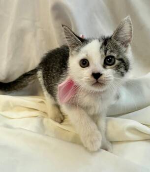 Domestic Short Hair Cats Available for Adoption in Margate, Florida - FIVARA | PetCurious