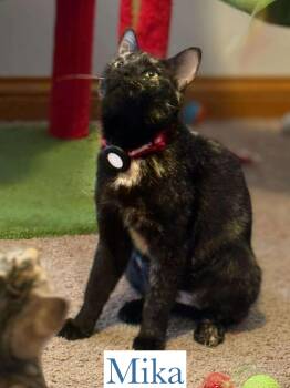 Rescue Domestic Short Hair Cats for Adoption in Berkeley Springs, West Virginia - Mika | PetCurious