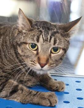 Domestic Short Hair Cats Available for Adoption in Fort Worth, Texas - Siff | PetCurious