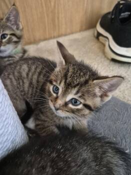 C328 Litter Jacob -  Domestic Short Hair and Tabby Cat for Adoption in Livonia, Michigan - C328 Litter Jacob | PetCurious