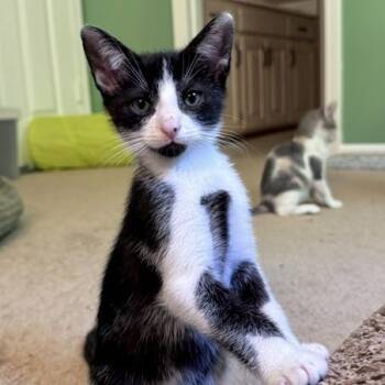 Canyon -  Domestic Short Hair Cat for Adoption in Lenexa, Kansas - Canyon | PetCurious