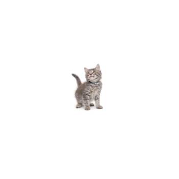 Salami -  Domestic Short Hair Cat for Adoption in Los Angeles, California - Salami | PetCurious