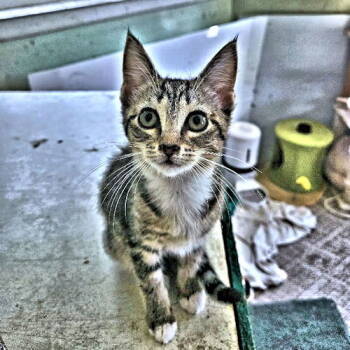 Rescue Tabby Cats for Adoption in Rutherfordton, North Carolina - Presley | PetCurious