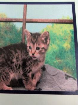 Oatmeal -  Domestic Short Hair Cat for Adoption in Parker, Colorado - Oatmeal | PetCurious
