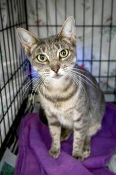 Rescue Tabby Cats for Adoption in Greenville, Delaware - Ivy (FCID# 10/13/2025 - 11 Trainer) | PetCurious