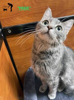 Posie -  Domestic Short Hair Cat for Adoption in Centerville, Utah - Posie | PetCurious