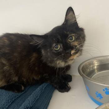 Breezy -  Domestic Short Hair Cat for Adoption in Greensboro, North Carolina - Breezy | PetCurious