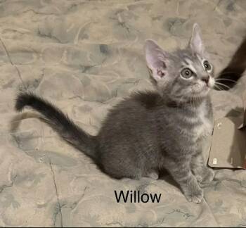 Domestic Short Hair Cats Available for Adoption in Safety Harbor, Florida - Willow | PetCurious