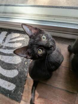 Vala Mal Doran -  Domestic Short Hair Cat for Adoption in Fort Collins, Colorado - Vala Mal Doran | PetCurious
