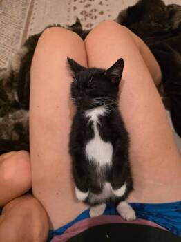 Raven -  Domestic Short Hair Cat for Adoption in Skippack, Pennsylvania - Raven | PetCurious