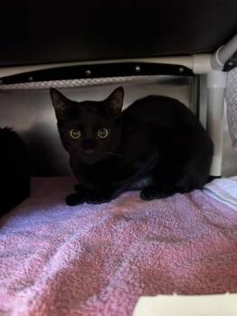Alphonse -  Domestic Short Hair Cat for Adoption in Roseville, California - Alphonse | PetCurious