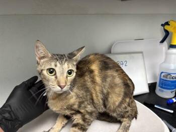 SUNFLOWER -  Domestic Short Hair Cat for Adoption in Antioch, California - SUNFLOWER | PetCurious