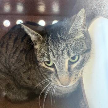 Domestic Short Hair Cats Available for Adoption - Ethel | PetCurious