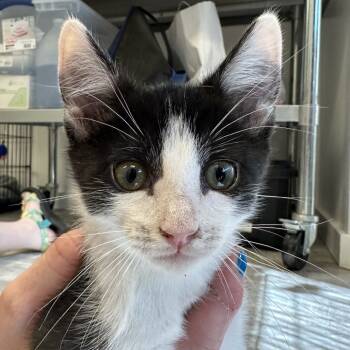 Rescue Domestic Short Hair Cats for Adoption in Durango, Colorado - Valentine | PetCurious