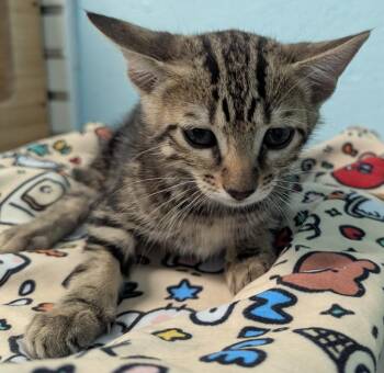 Manspider -  Domestic Short Hair Cat for Adoption in Cape Coral, Florida - Manspider | PetCurious