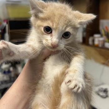 COPPER -  Domestic Short Hair Cat for Adoption in Richmond, California - COPPER | PetCurious