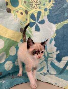 RHAENYRA -  Domestic Short Hair Cat for Adoption in San Jose, California - RHAENYRA | PetCurious